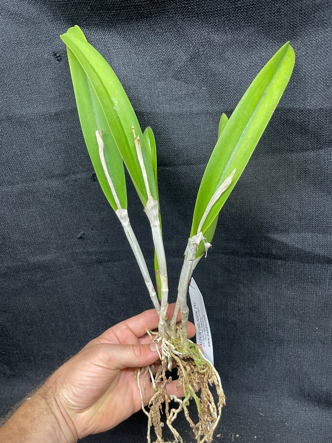 Blc. Apache Sunrise `Jason&