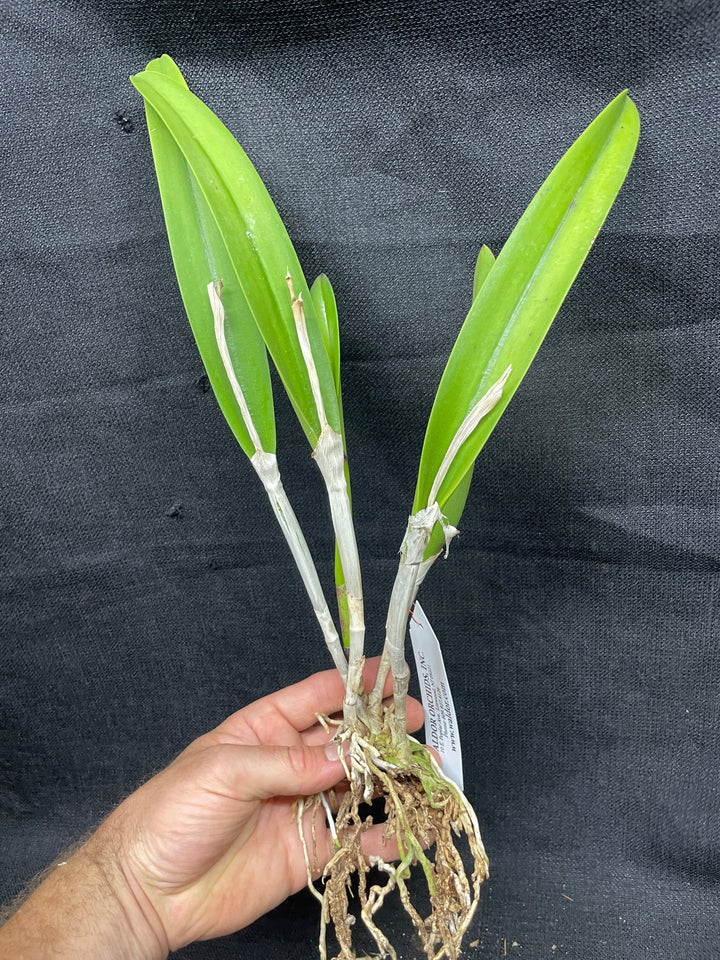 Blc. Apache Sunrise `Jason&