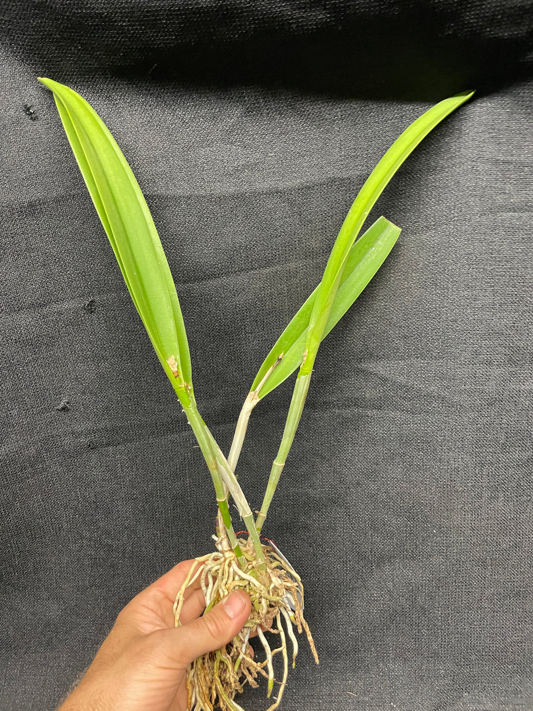 Blc. Apache Sunrise `Jason&