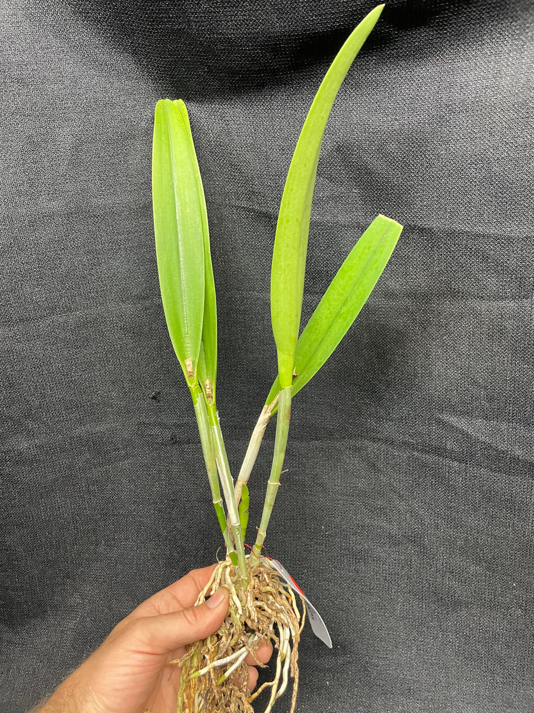 Blc. Apache Sunrise `Jason&
