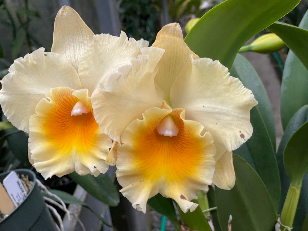 Blc. (Momilani Rainbow `Waldor&