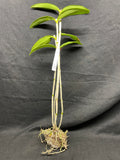 C. schofieldiana `Tesch' Mericlone Div #1 Select Species Cattleya Orchid Plant