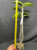 C. schofieldiana `Tesch' Mericlone Div #1 Select Species Cattleya Orchid Plant