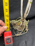 C. schofieldiana `Tesch' Mericlone Div #1 Select Species Cattleya Orchid Plant