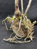 C. schofieldiana `Tesch' Mericlone Div #1 Select Species Cattleya Orchid Plant