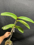 C. schofieldiana `Tesch' Mericlone Div #1 Select Species Cattleya Orchid Plant