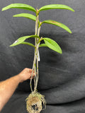 C. schofieldiana `Tesch' Mericlone Div #1 Select Species Cattleya Orchid Plant