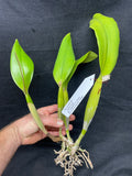 Blc. Louis B. Off `Waldor' Div #1 Original Cattleya Orchid Plant