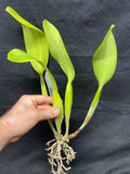Blc. Louis B. Off `Waldor' Div #1 Original Cattleya Orchid Plant