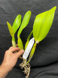 Blc. Louis B. Off `Waldor' Div #1 Original Cattleya Orchid Plant