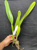 L. purpurata schusteriana `Orchid Eros' AM/AOS Div #1 Select Species Cattleya Orchid Plant
