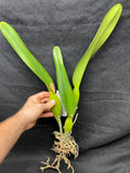 L. purpurata schusteriana `Orchid Eros' AM/AOS Div #1 Select Species Cattleya Orchid Plant