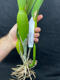 L. purpurata schusteriana `Orchid Eros' AM/AOS Div #1 Select Species Cattleya Orchid Plant
