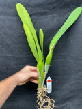 L. purpurata schusteriana `Orchid Eros' AM/AOS Div #2 Select Species Cattleya Orchid Plant
