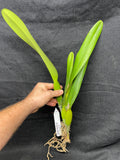 L. purpurata schusteriana `Orchid Eros' AM/AOS Div #2 Select Species Cattleya Orchid Plant