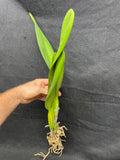 L. purpurata schusteriana `Orchid Eros' AM/AOS Div #2 Select Species Cattleya Orchid Plant