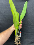 L. purpurata schusteriana `Orchid Eros' AM/AOS Div #2 Select Species Cattleya Orchid Plant
