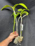 C. aurantiaca JS-2133 Div #1 Select Species Cattleya Orchid Plant