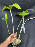C. aurantiaca JS-2133 Div #1 Select Species Cattleya Orchid Plant