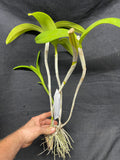 C. aurantiaca JS-2133 Div #1 Select Species Cattleya Orchid Plant