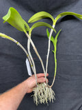 C. aurantiaca JS-2133 Div #1 Select Species Cattleya Orchid Plant