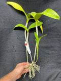 C. aurantiaca JS-2133 Div #2 Select Species Cattleya Orchid Plant
