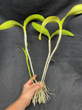 C. aurantiaca JS-2133 Div #2 Select Species Cattleya Orchid Plant
