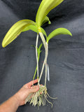 C. aurantiaca JS-2133 Div #2 Select Species Cattleya Orchid Plant