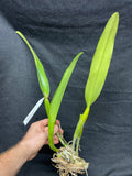 Lc. Canhamiana `Blue Chip' Division #1 Original Cattleya Orchid Plant