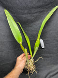 Lc. Canhamiana `Blue Chip' Division #1 Original Cattleya Orchid Plant