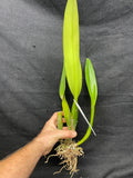 Lc. Canhamiana `Blue Chip' Division #1 Original Cattleya Orchid Plant