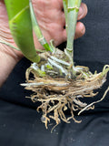Lc. Canhamiana `Blue Chip' Division #1 Original Cattleya Orchid Plant