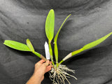 Pot. Volcano Harmony `Volcano Queen' Div #1 Mericlone Cattleya Orchid Plant