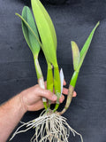 Pot. Volcano Harmony `Volcano Queen' Div #1 Mericlone Cattleya Orchid Plant