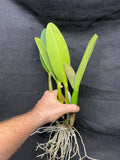 Pot. Volcano Harmony `Volcano Queen' Div #1 Mericlone Cattleya Orchid Plant