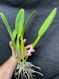 Pot. Volcano Harmony `Volcano Queen' Div #1 Mericlone Cattleya Orchid Plant