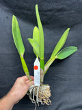 Pot. Volcano Harmony `Volcano Queen' Div #2 Mericlone Cattleya Orchid Plant