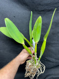 Pot. Volcano Harmony `Volcano Queen' Div #2 Mericlone Cattleya Orchid Plant