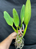 Pot. Volcano Harmony `Volcano Queen' Div #2 Mericlone Cattleya Orchid Plant