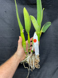 Pot. Volcano Harmony `Volcano Queen' Div #2 Mericlone Cattleya Orchid Plant