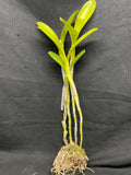 C. bowringiana coerulea `Linwood' Division #1 Original Division Cattleya Orchid Plant