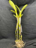 C. bowringiana coerulea `Linwood' Division #1 Original Division Cattleya Orchid Plant