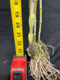 C. bowringiana coerulea `Linwood' Division #1 Original Division Cattleya Orchid Plant