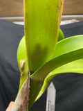 Blc. Harlequin `Act 1' AM/AOS Division #1 Meristem Cattleya Orchid Plant