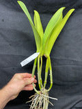 C. Barbara Kinney `First Fancy' Div #1 Original Cattleya Orchid Plant