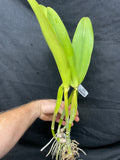 C. Barbara Kinney `First Fancy' Div #1 Original Cattleya Orchid Plant