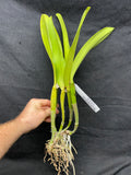 C. Barbara Kinney `First Fancy' Div #1 Original Cattleya Orchid Plant