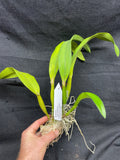 Slc. Hazel Boyd `Debbie' Div #1 Mericlone Cattleya Orchid Plant