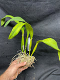 Slc. Hazel Boyd `Debbie' Div #1 Mericlone Cattleya Orchid Plant