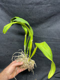 Slc. Hazel Boyd `Debbie' Div #1 Mericlone Cattleya Orchid Plant